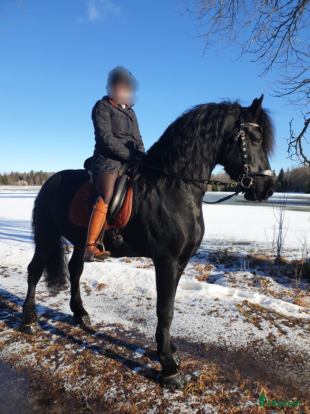  medryttarhäst finnes: Medryttare sökes till frieserhingst - Annons 3