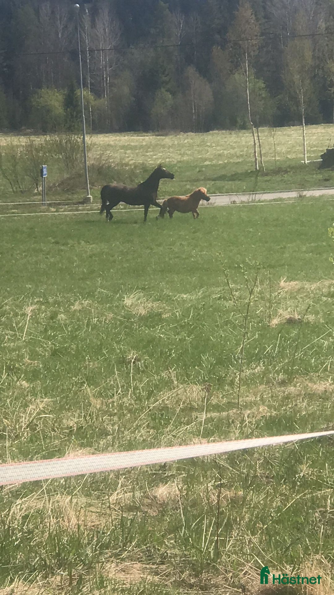 Western hästar till salu: shetlandsponny i Ramsele - Annons 5