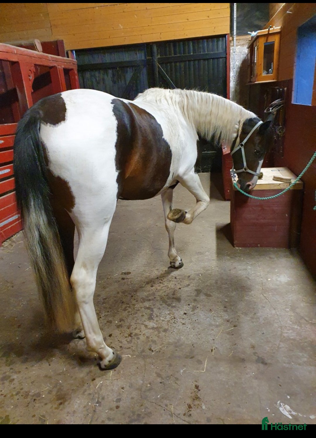 Western hästar till salu: Läckert skäck sto i Tenhult - Annons 2