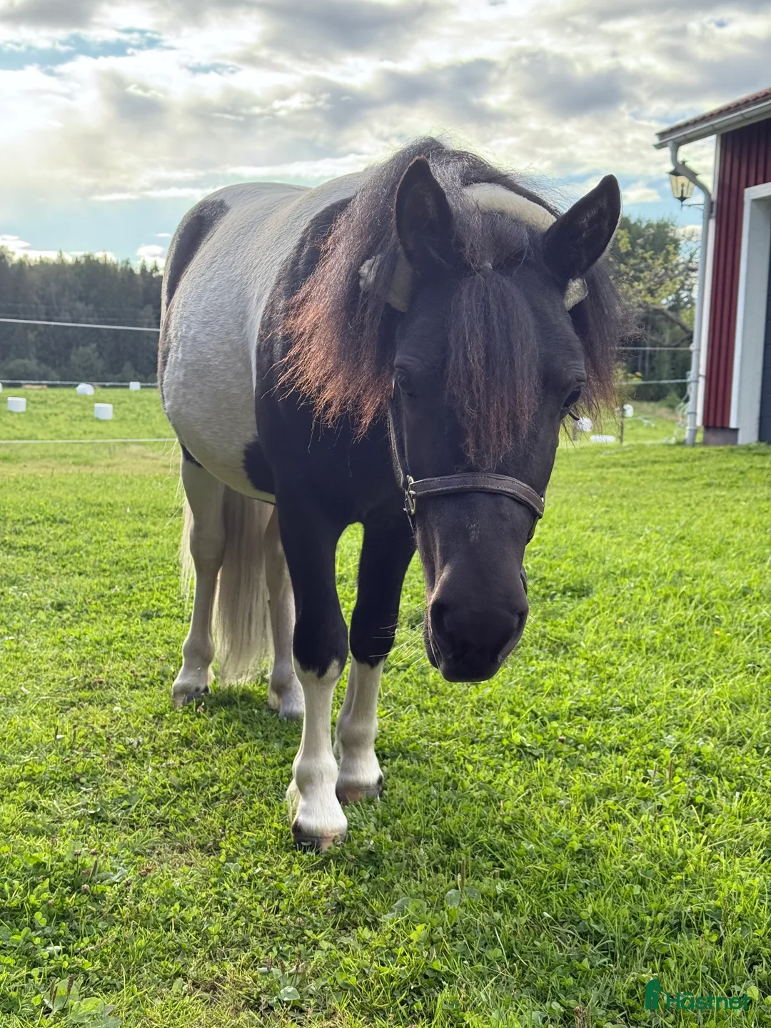 Allround hästar till salu: Trevlig shettisvalack - Annons 2