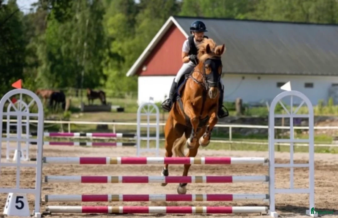 Hoppning hästar till salu: 🌟 Tävlingshäst med kapacitet – 11-årigt sto i Strömsholm - Annons 2