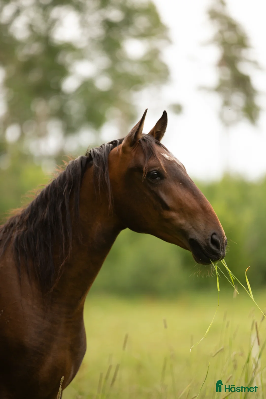 Allround hästar till salu: Mysig lipizzaner Vallack - Annons 2