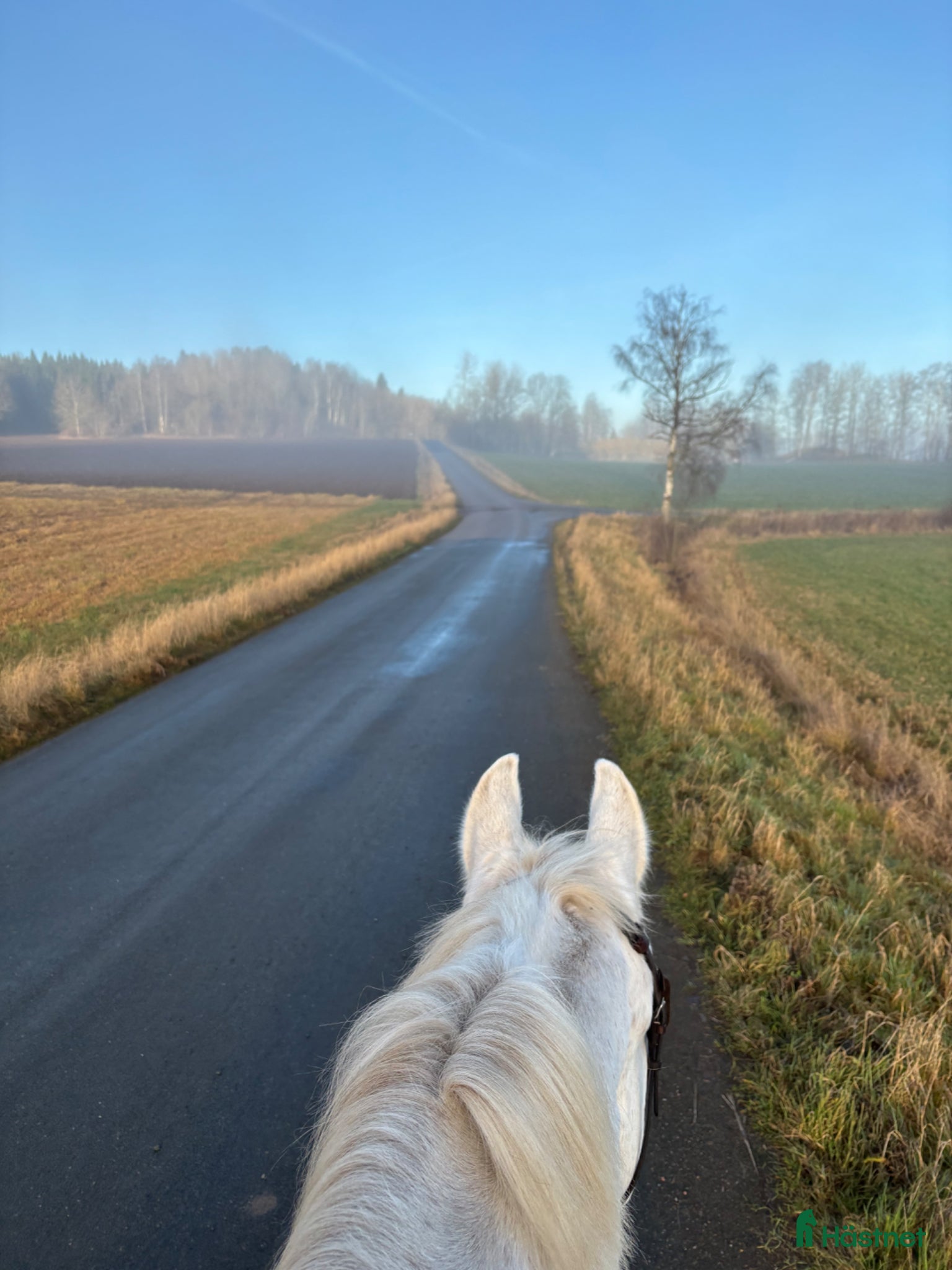  hästar Skogsmulle  - Annons 2