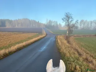 hästar Skogsmulle - Annons 2