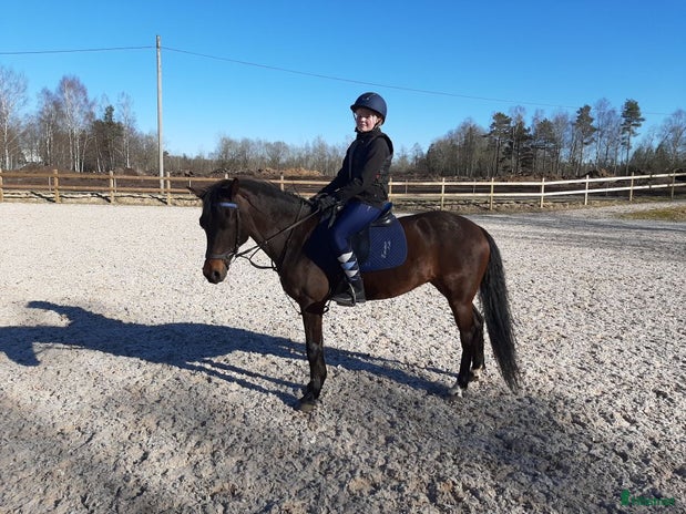 medryttarhäst sökes i Älmhult - Annons 15