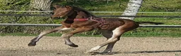 Dressyr hästar till salu: Gångartsföl med galopp ++ - Annons 11