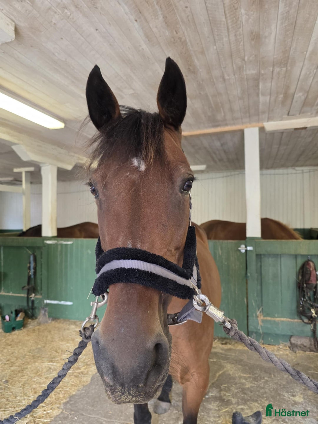  foderhäst finnes: Två supermysiga ston i Strängnäs - Annons 1