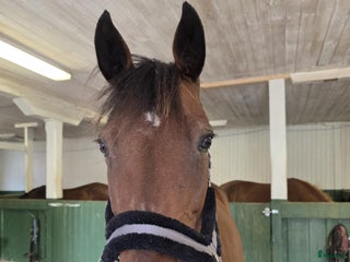 foderhäst Två supermysiga ston i Strängnäs - Annons 2