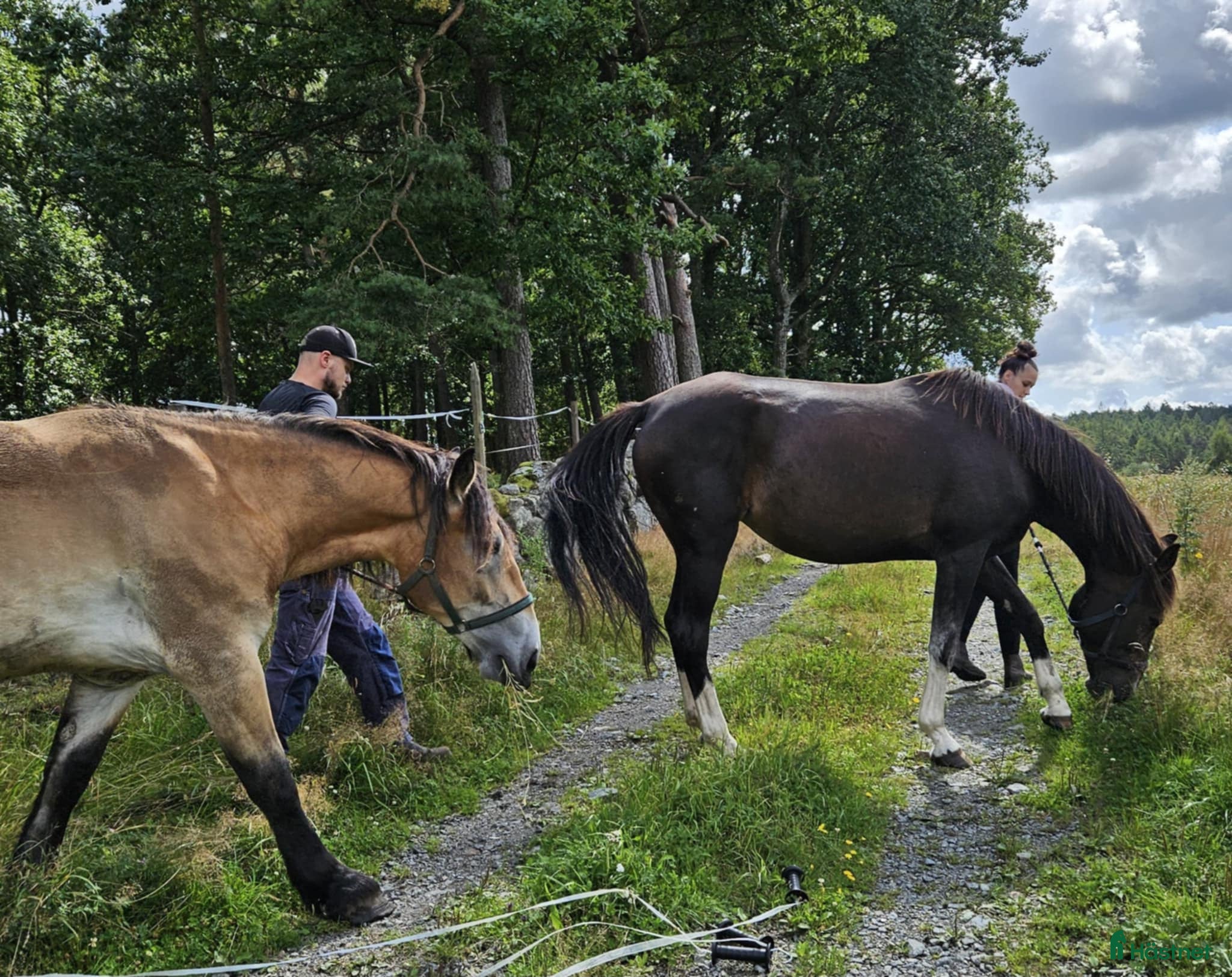  foderhäst Söker fodervärd till mina prinsessor - Annons 1