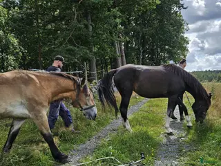 foderhäst Till salu - Annons 3