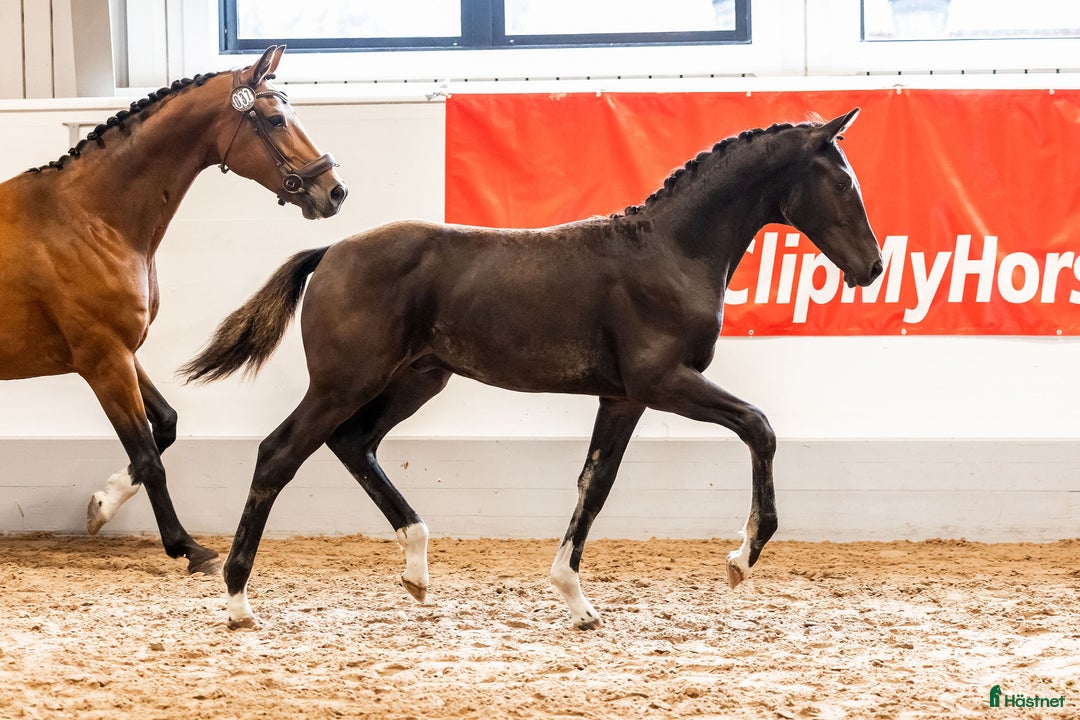 Avelshästar hästar till salu: Avelssto med avkomma i Falsterbofinal i Valbo - Bild 4