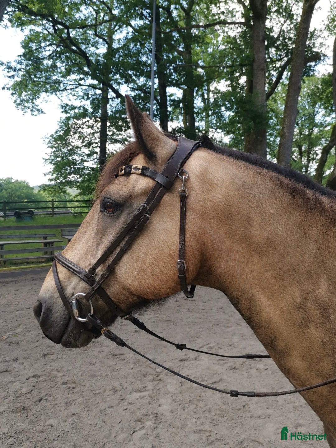 Allround hästar till salu: Världens bästa vän ❤️ i Sävedalen - Annons 1