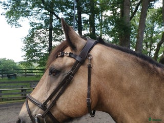 hästar Världens bästa vän ❤️ i Sävedalen - Annons 1