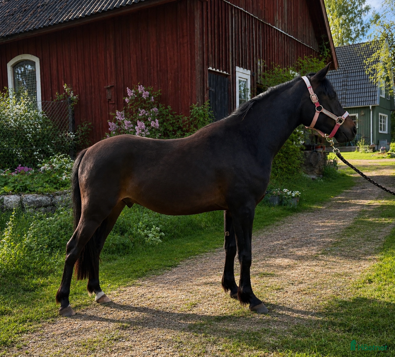  hästar 2-årig Welsh partbred - Annons 15