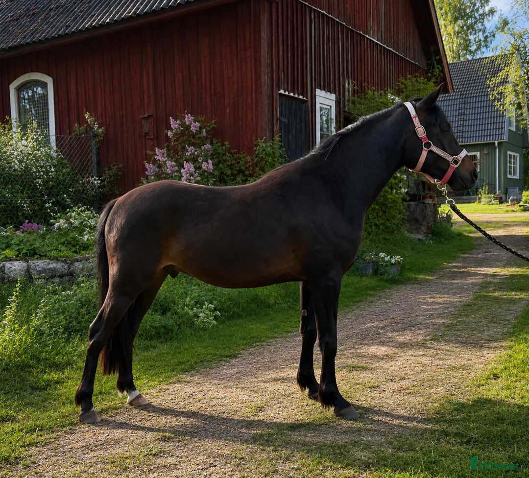 Allround hästar till salu: 2-årig Welsh partbred - Annons 1