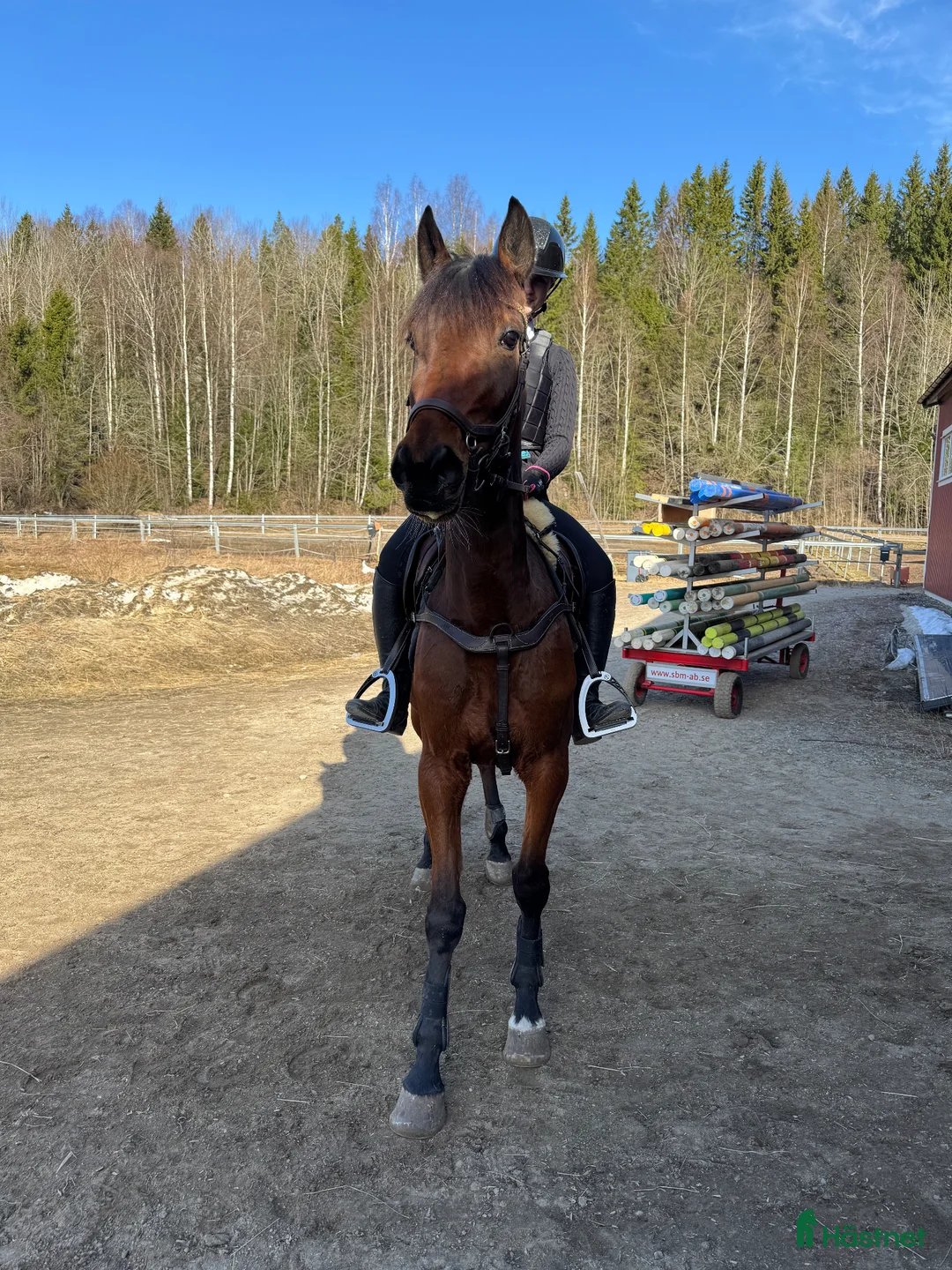 Allround hästar till salu: 5-årig D-ponny med stor utvecklingspotential - Annons 2