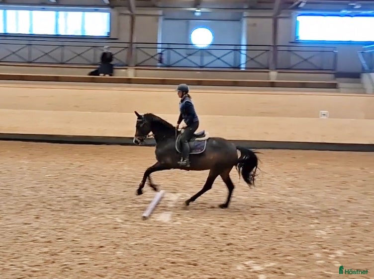  hästar Hoppsto  - Annons 2