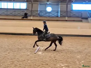 hästar Hoppsto - Annons 2