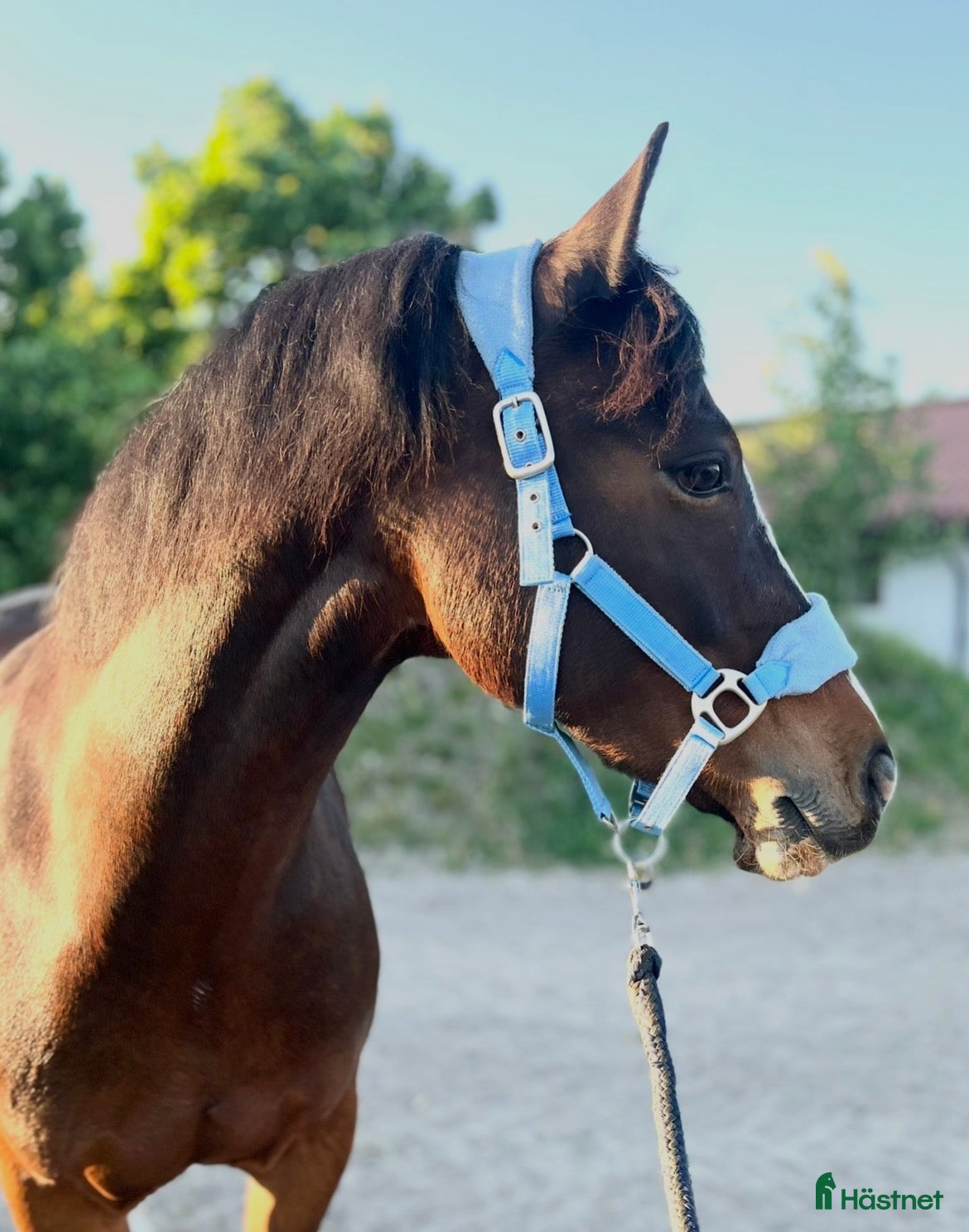  medryttarhäst finnes: Meriterat sto, medryttare för igångsättning - Annons 1