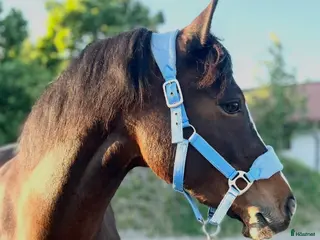 medryttarhäst finnes: Meriterat sto, medryttare för igångsättning - Annons 1