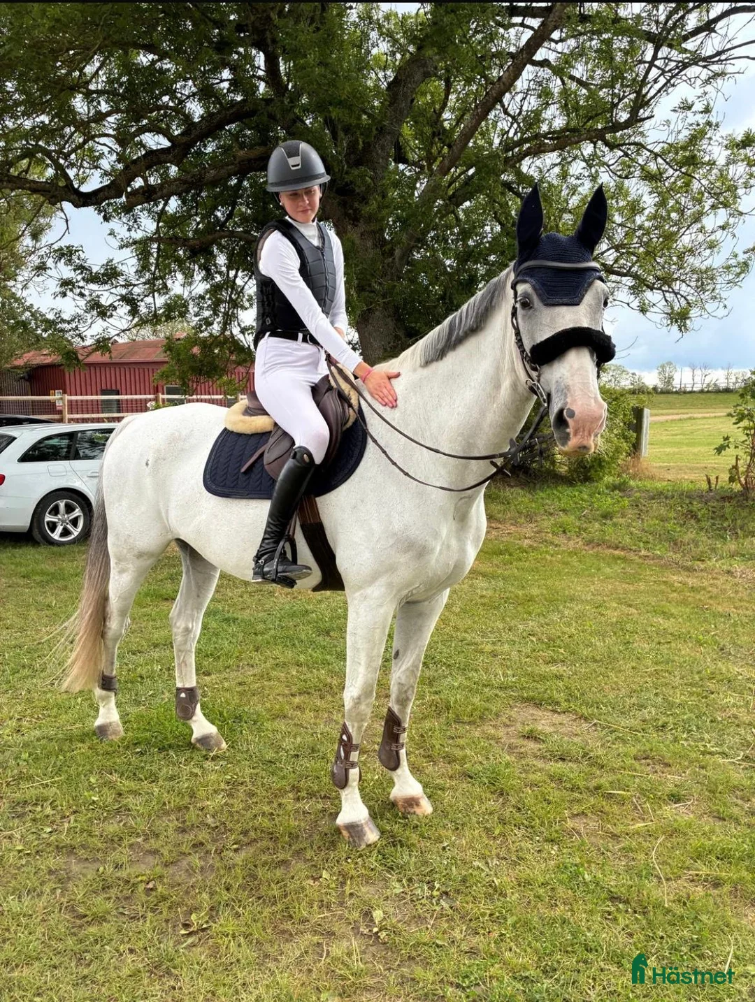 Hoppning hästar till salu: Trevlig valack - Annons 2