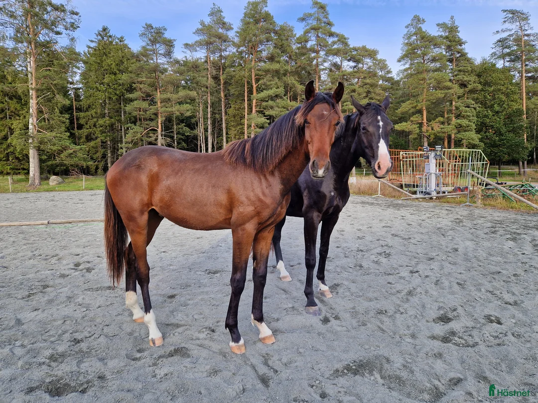 Dressyr hästar till salu: 2 åring - Annons 2
