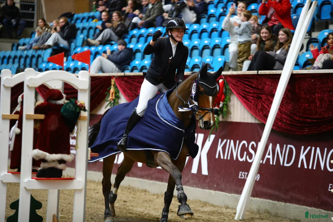 Hoppning hästar till salu: Vacker rosettplockare - Annons 2