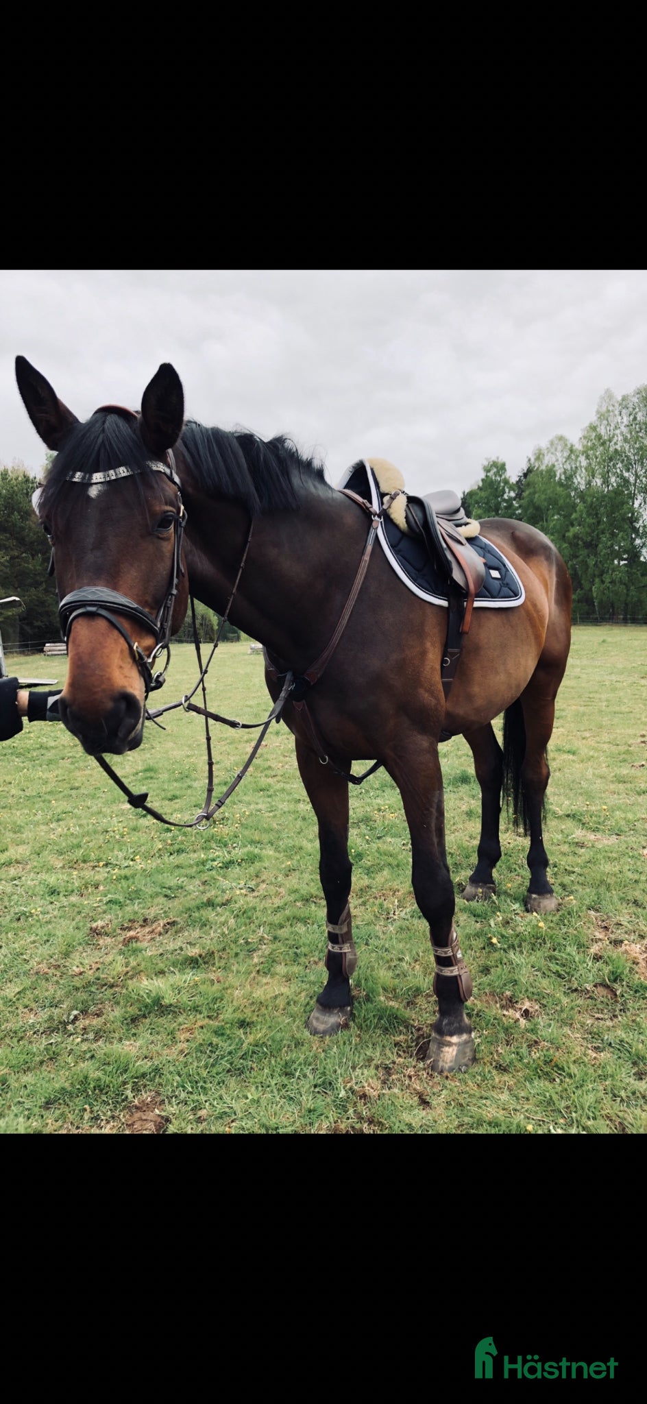  hästar Fantastiskt snäll allroundhäst - Annons 18