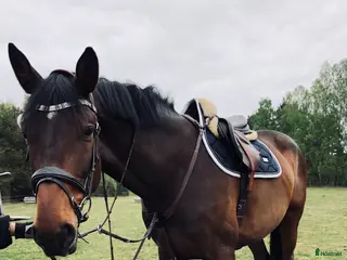 hästar Fantastiskt snäll allroundhäst - Annons 18