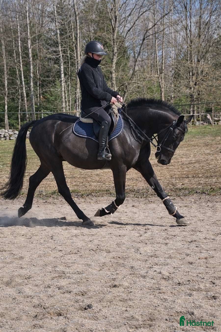  hästar Häftig valack  - Annons 10