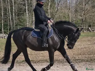 hästar Häftig valack - Annons 8