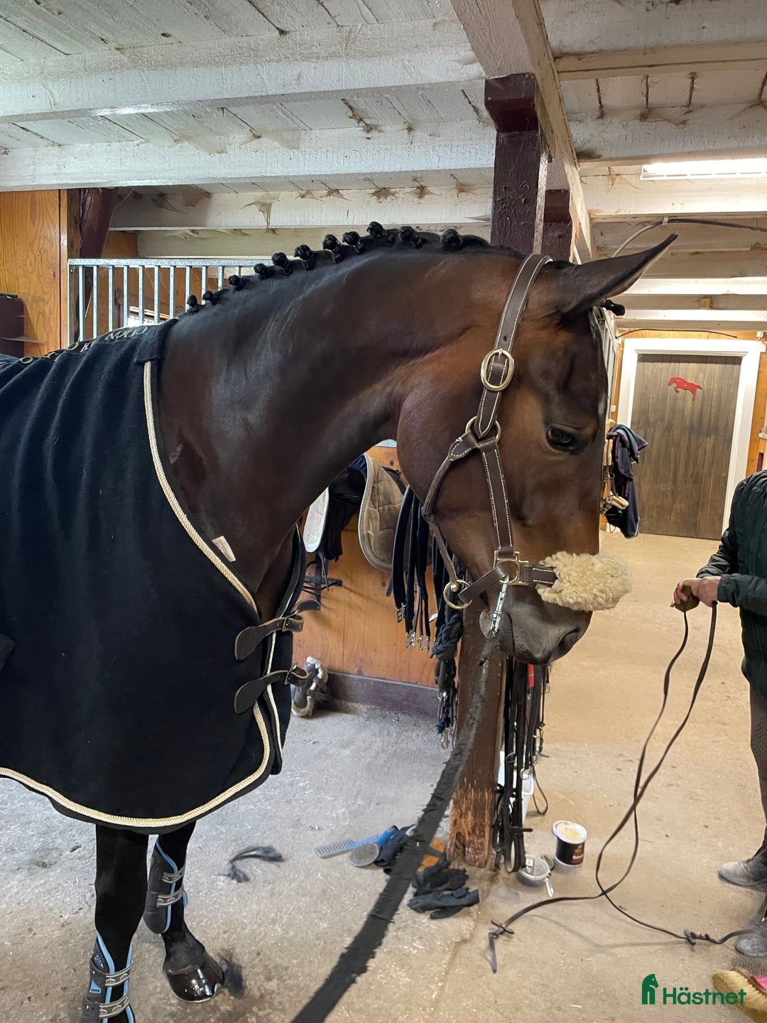 Allround hästar till salu: Trevligt allround sto för framtiden 🐴 i Skövde - Annons 8