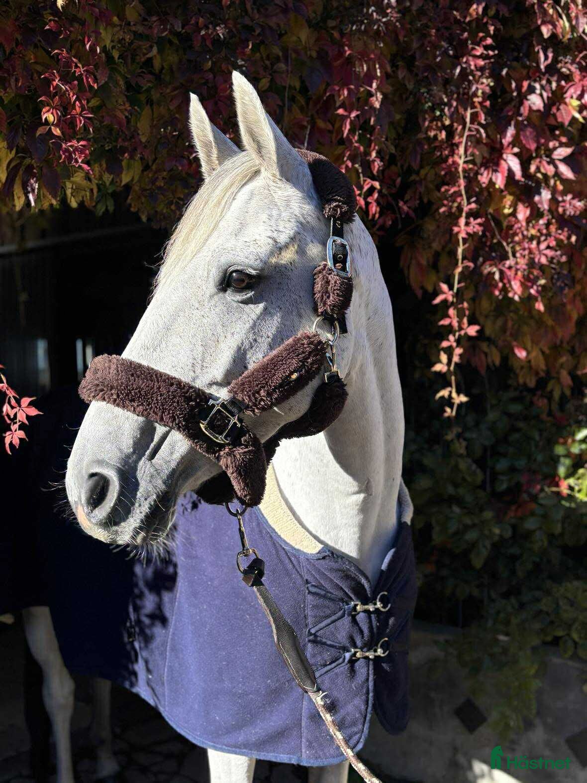 Hoppning hästar till salu: Didrique 6 år e. Casanova Hästak i Vellinge - Annons 1