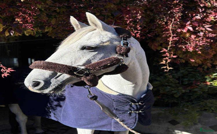  hästar i Vellinge - Annons 4