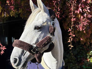 Hoppning hästar till salu: Didrique 6 år e. Casanova Hästak i Vellinge - Annons 1