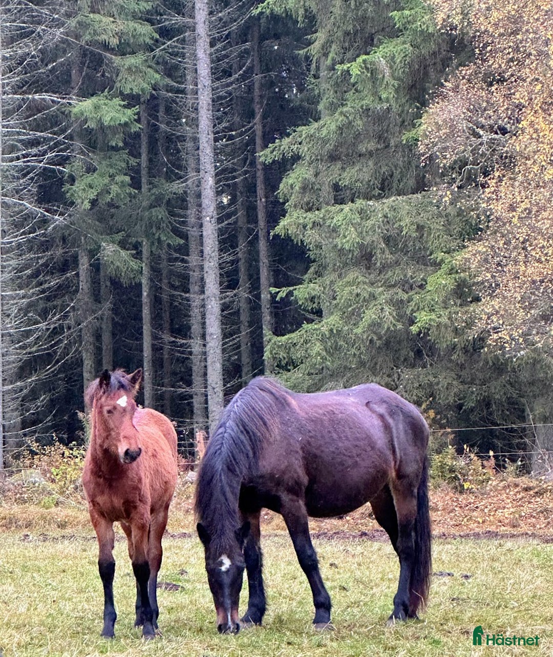 Övrigt hästar till salu: Stoföl, korsning PRE och kallblodstravare i Blidsberg - Annons 2