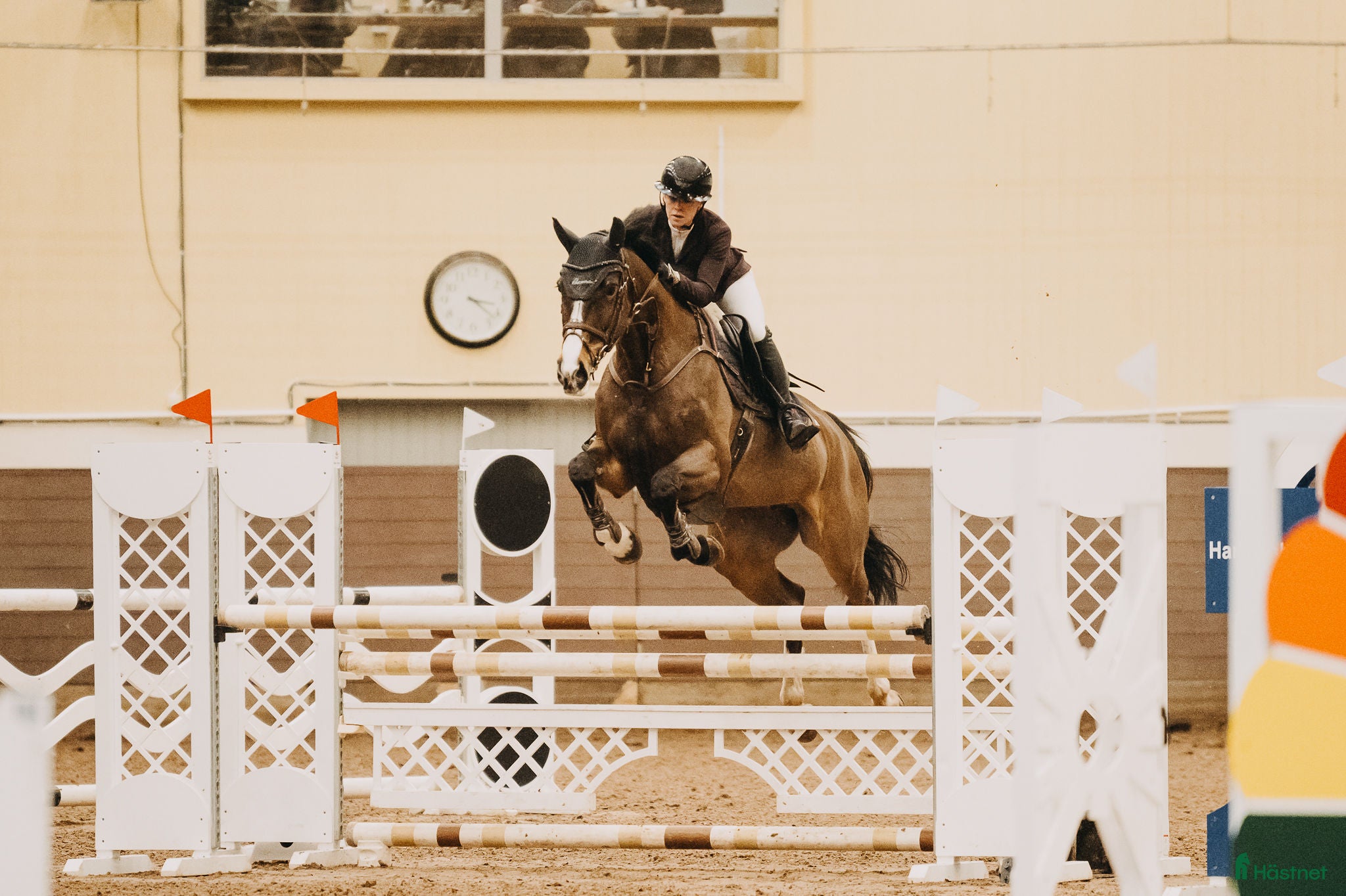  hästar Piggt sto - Annons 1