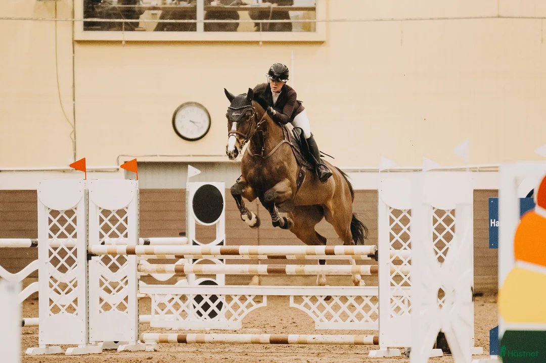 Hoppning hästar till salu: Piggt sto - Annons 1