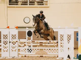 hästar Piggt sto - Annons 1