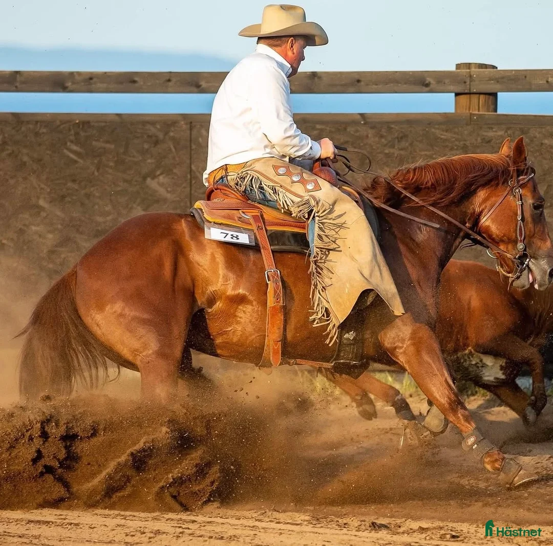 Western hästar till salu: Quarter sto föl i Kristinehamn - Annons 13