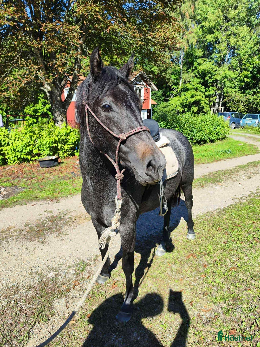 Hoppning hästar till salu: Talangfull ungponny med X-faktor i Emmaboda - Annons 4