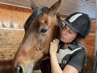 medryttarhäst sökes: söker medryttarhäst i Ingelstad - Annons 14