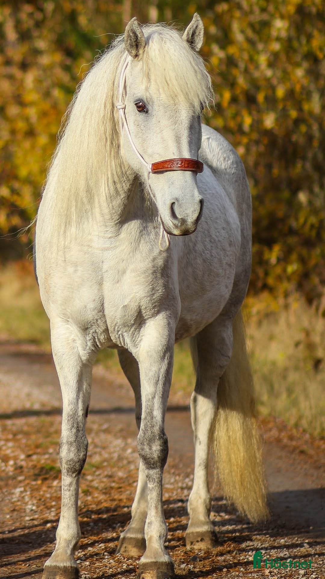 Allround hästar till salu: American curly-sto  i Vetlanda - Annons 1