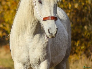 hästar American curly-sto i Vetlanda - Annons 14