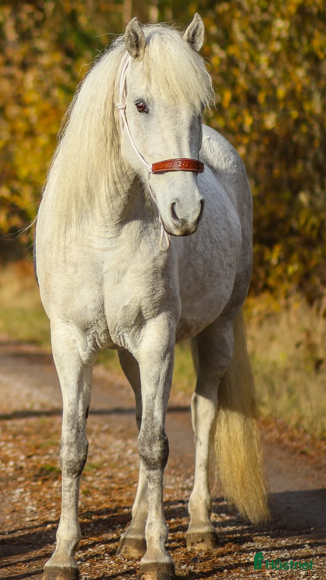 Allround hästar till salu: American curly-sto  i Vetlanda - Annons 1