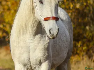 hästar American curly-sto i Vetlanda - Annons 9
