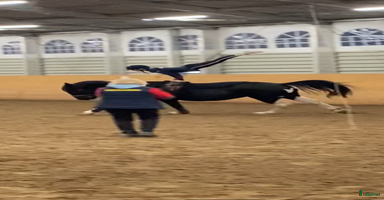  hästar i Rosersberg - Annons 4