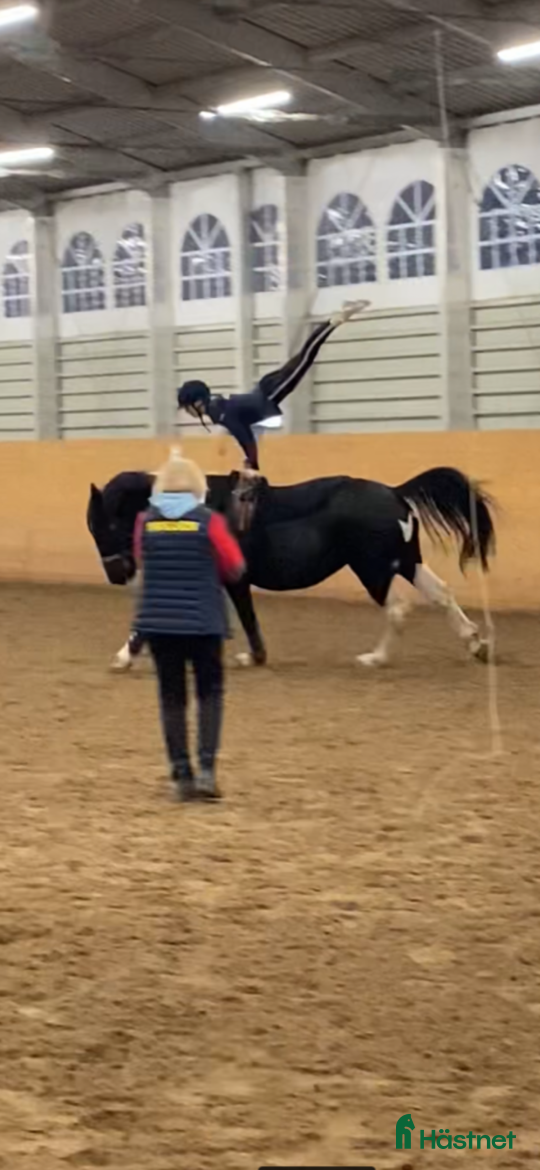 Working Equitation hästar till salu: Storhäst & 3 D ponny från Ridskola, Voltige, Para - Annons 3