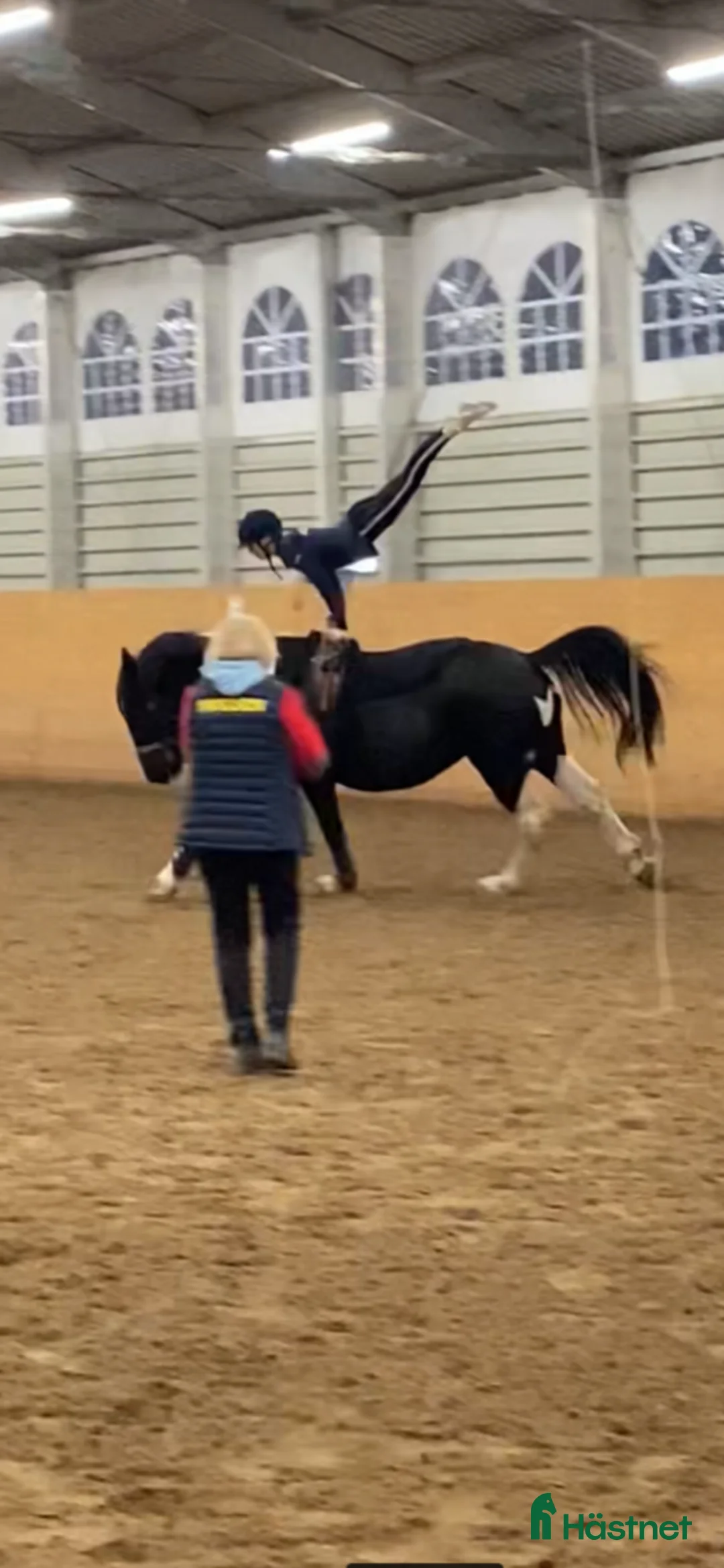 Working Equitation hästar till salu: Storhäst & 3 D ponny från Ridskola, Voltige, Para - Annons 3