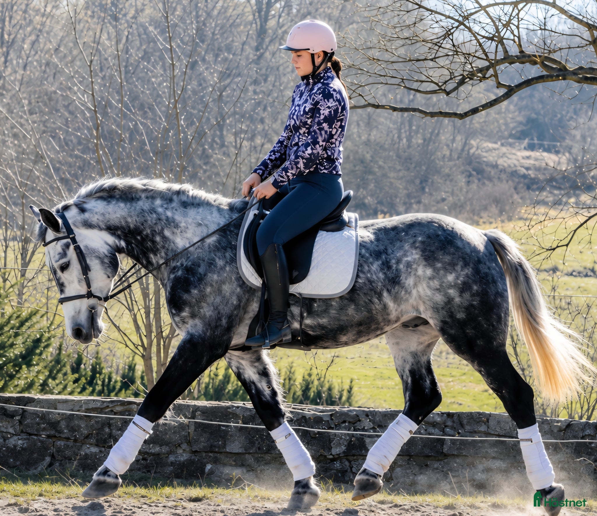  hästar Super smart grey Beauty - Annons 1